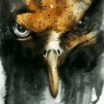 Bald Eagle S Bald Eagle